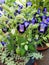 Blue and yellow wishbone flowers in a pot