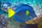 Blue and yellow zebrasoma xanthurum fish swimming