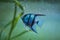 Blue Zebra Angelfish in tank fish