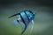 Blue Zebra Angelfish in tank fish