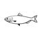 Blueback Herring or Blueback Shad Alosa Aestivalis Side View Stencil Black and White