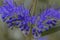 Bluebeard, Caryopteris clandonensis