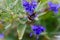 Bluebeard Caryopteris x clandonensis `Heavenly Blue` with Bumblebee