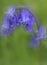 Bluebell