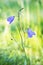 Bluebell bellflower