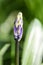 Bluebell bud Hyacinthoides non-scripta