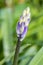 Bluebell bud Hyacinthoides non-scripta