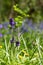 Bluebell and buttercups in Bentley Priory Nature Reserve, Stanmore Middlesex UK, part of the London Loop trail.