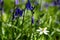 Bluebell and buttercups in Bentley Priory Nature Reserve, Stanmore Middlesex UK, part of the London Loop trail.