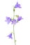 Bluebell or campanula flower isolated on white background,