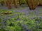 bluebell carpet in a typical English wood