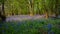 Bluebell carpeted Forest Floor