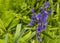 A bluebell cluster just starting to bloom in a Leicestershire wood in springtime