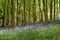 Bluebell Copse