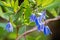Bluebell Creeper Billardiera heterophylla flowers; native to Western Australia, but grown as an ornamental plant in appropriate