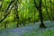 Bluebell Fairyland