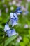 Bluebell flower