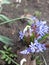 Bluebell flower and bee. A bee pollinates a blue bluebell flower. Photograph of a blue bluebell flower in spring