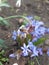 Bluebell flower and bee. A bee pollinates a blue bluebell flower. Photograph of a blue bluebell flower in spring