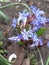 Bluebell flower and bee. A bee pollinates a blue bluebell flower. Photograph of a blue bluebell flower in spring