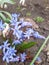 Bluebell flower and bee. A bee pollinates a blue bluebell flower. Photograph of a blue bluebell flower in spring