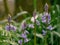 Bluebell flower budding in English springtime close up