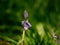 Bluebell flower budding in English springtime close up