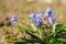 Bluebell flower bush grows in the garden. First spring flowers