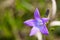 Bluebell flower Campanula Patula} close up shot