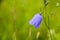 Bluebell flower (Campanula persicifolia) wet in the after a rain, detailed closeup of this fragile bellflower