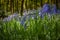 Bluebell flower closeup woodland meadow