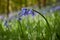 Bluebell flower closeup woodland meadow