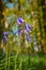 Bluebell flower closeup woodland meadow