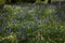 Bluebell flower closeup woodland meadow