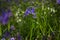 Bluebell flower closeup woodland meadow