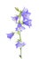 Bluebell flower is isolated on a white background