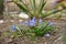 Bluebell flowers bush grow in the spring sunny garden