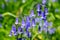 Bluebell Flowers in Close up.