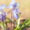 Bluebell flowers grow in the sunny garden closeup, first spring flowers