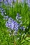 Bluebell flowers growing in a botanical garden in summer. Top view of beautiful Scilla siberica flowering plants