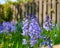 Bluebell flowers growing in garden or overgrown backyard in spring. Nature view of delicate blue flowering plants in a