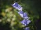 Bluebell flowers growing in the meadow. Blurred background