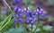 Bluebell flowers Hyacinthoides non-scripta in England