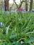 bluebell flowers rats eye view