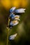 Bluebell flowers ready to bloom