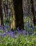 Bluebell flowers surrounding trees in woods during spring