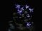 Bluebell flowers in transparent glass cup on saucer against black background