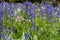 Bluebell flowers in the wild. Floral wildflowers background