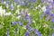 Bluebell flowers in the wild. Floral wildflowers background