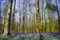 Bluebell forest